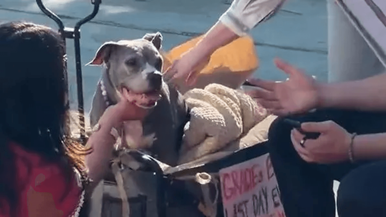 Watch strangers shower terminally ill dog with love on her last day