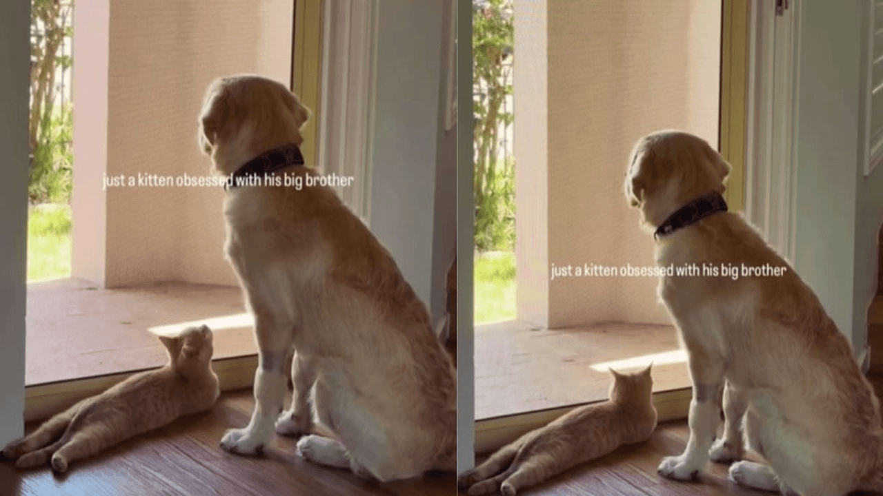 Kitten Looks at Older Dog Sibling With Much Admiration & Love