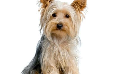 Dog’s appetite comes and goes after procedure
